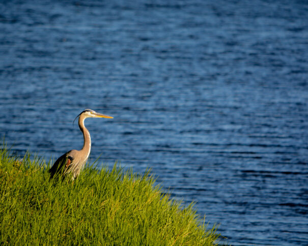 Okeechobee
